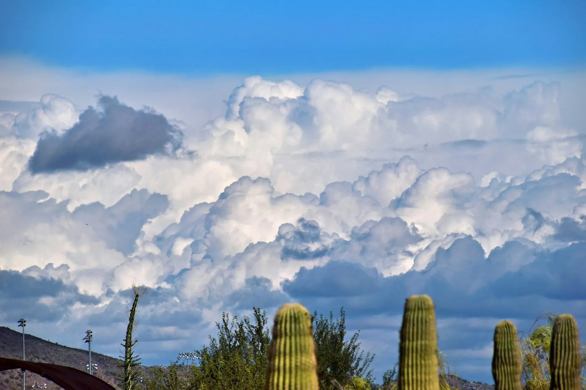 Chandler Arizona real estate
